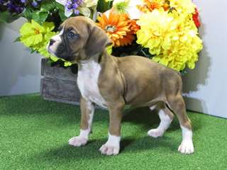 Boxer a vendre