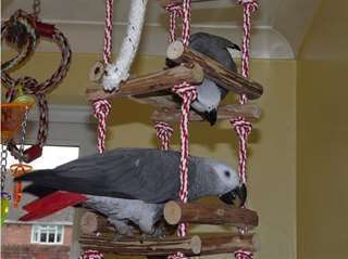 Gris du gabon a donner pour adoption