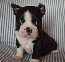 adorable  chiot boston terrier