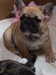 adorable chiot bouledogue francais