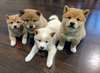 chiots shiba inu a vendre - photo 1