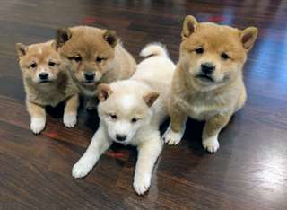 chiots shiba inu a vendre