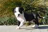 Pitbull Américain M/F - photo 1