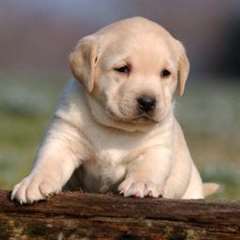 adorable chiot labrador