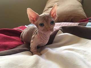 Chatons sphinx &#224; vendre