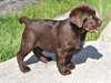 Chiots Labrador &#224; vendre - photo 1