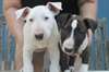 Dino Bull Terriers - photo 1