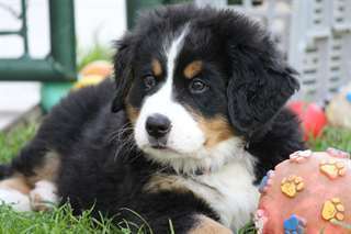 Belle pair de Chiots Bouvier en adoption