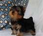 Chiots Yorkie terrier a donner en adoption - photo 1