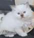 magnifiques chaton sacr&#233; de birmanie - photo 1