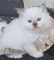 magnifiques chaton sacr&#233; de birmanie