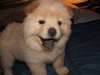 Chiots Chow Chow mâle et femelle a donner - photo 1