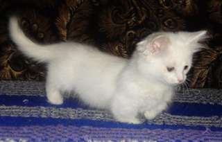 Chaton Munchin a donner en adoption