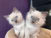 Adorable portees des chatons sacre de birmanie - photo 2