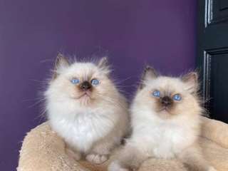 Adorable portees des chatons sacre de birmanie