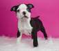 Boston Terrier - photo 1