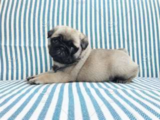 Chiots Carlin pour adoption 1 femelle et 1 male