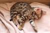 Magnifiques chatons Bengal - photo 1