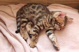 Magnifiques chatons Bengal