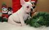 Chiots Bouledogue Fran&#231;ais - photo 1