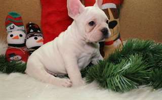 Chiots Bouledogue Fran&#231;ais