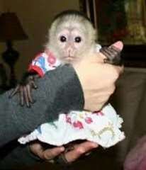 pour nos singes capucins ou autre