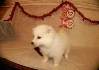 Chiots esquimaux am&#233;ricains &#224; vendre