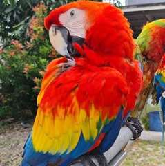 Adorables perroquets ara rouge m&#226;le et femelle