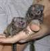 Singes ouistitis et capucins exceptionnel - photo 1