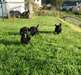 Chiots cocker am&#233;ricain - photo 1
