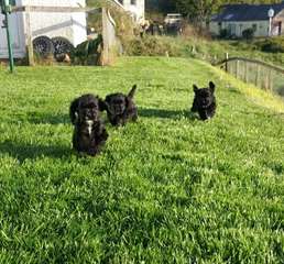 Chiots cocker am&#233;ricain