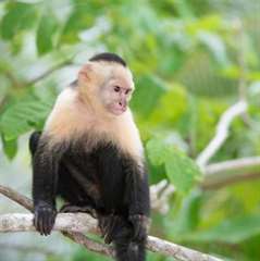 Singe Capunchin