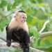 Singe Capunchin - photo 1