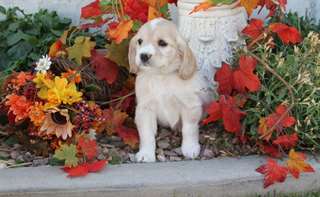 Chiots Golden Cocker Spaniel