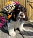 Chiots Cocker Spaniel - photo 1