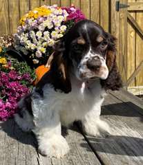 Chiots Cocker Spaniel