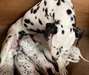 chiots dalmatien a vendre - photo 1