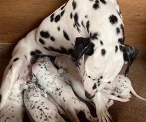 chiots dalmatien a vendre