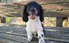 Chiots Cocker Spaniel - photo 1