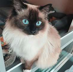 Chatons Ragdoll &#224; vendre