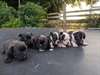 Chiots Boston terrier courtois disponibles - photo 1