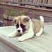 chiots akita americain a vendre - Annonce classée # 486064