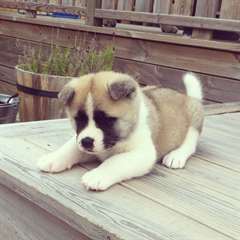 chiots akita americain a vendre