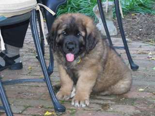 Chiots Kangal