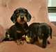 Notre magnifique fille a une portée de 7 chiots - photo 1