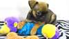 Chiots Griffon de Bruxelles - photo 1