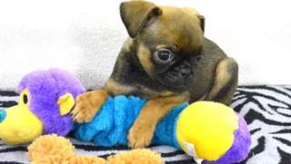 Chiots Griffon de Bruxelles