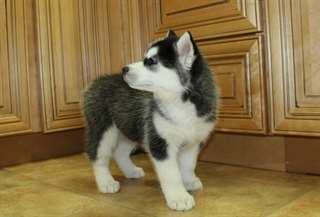Chiots Siberien Husky