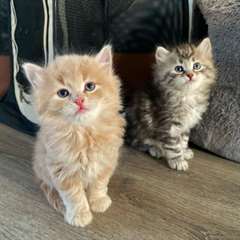 Chatons sib&#233;riens &#224; vendre