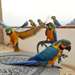 Perroquets aras bleus et dor&#233;s - photo 1